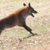 DSCN6748：キツネ
