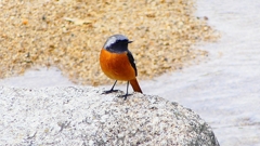 P2370095：ジョウビタキ（オス）