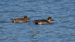 DSCN5064：トモエガモ（オス）