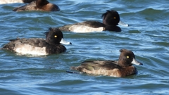 DSCN0977：キンクロハジロ