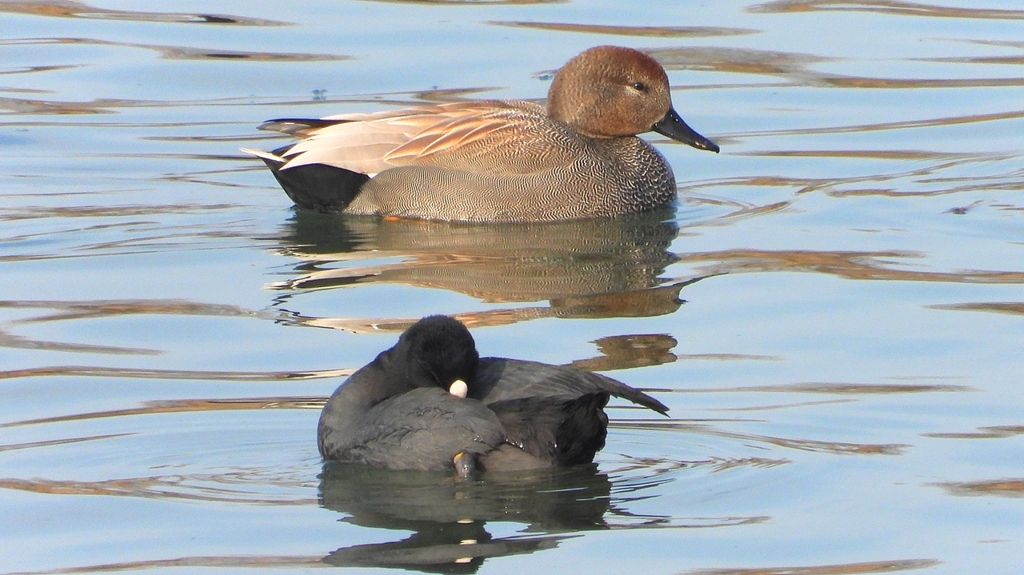 DSCN7453：オカヨシガモ（オス）