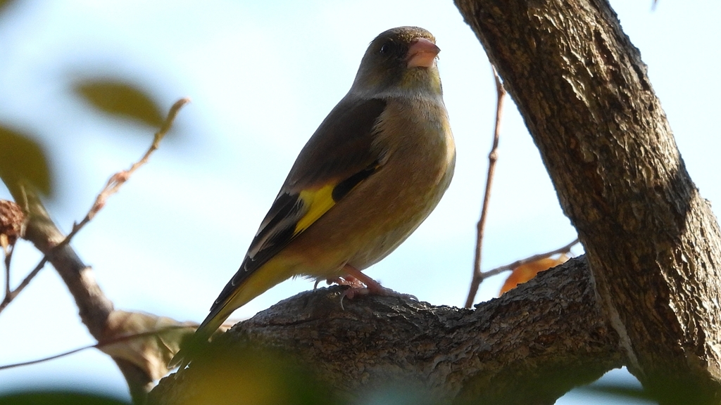 DSCN6292：カワラヒワ