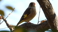 DSCN6292：カワラヒワ