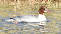 DSCN2003：カワアイサ（メス）