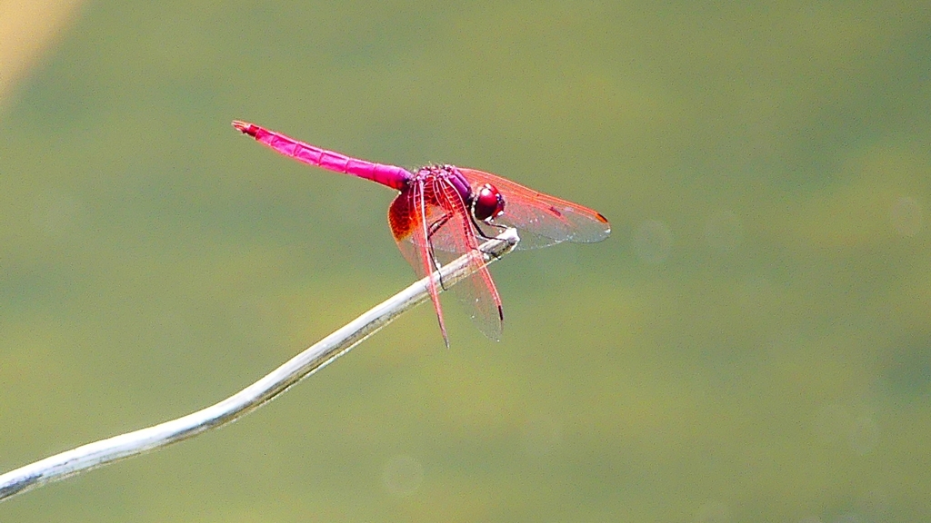 P2270650：ベニトンボ（オス）