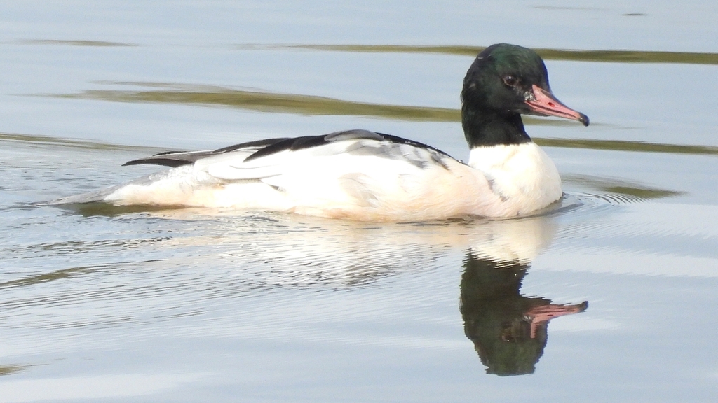 DSCN3108：カワアイサ（オス）