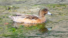 P2340864：ヒドリガモ