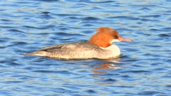 DSCN6340：カワアイサ