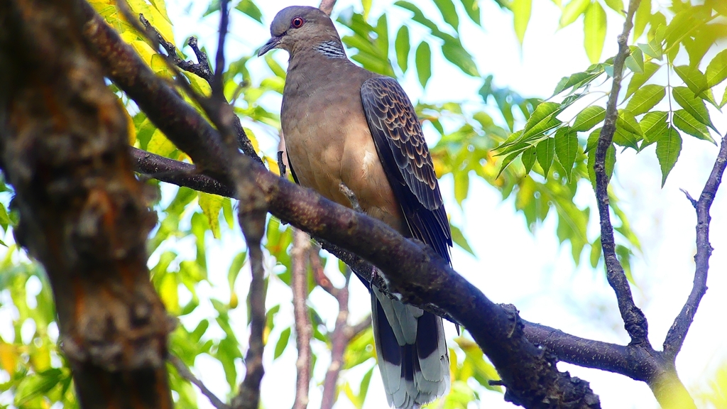P2360648：キジバト