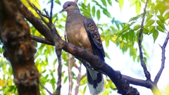 P2360648：キジバト