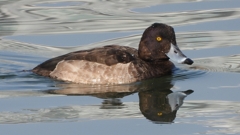 DSCN4180：キンクロハジロ（メス）