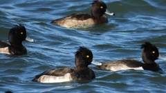 DSCN0938：キンクロハジロ