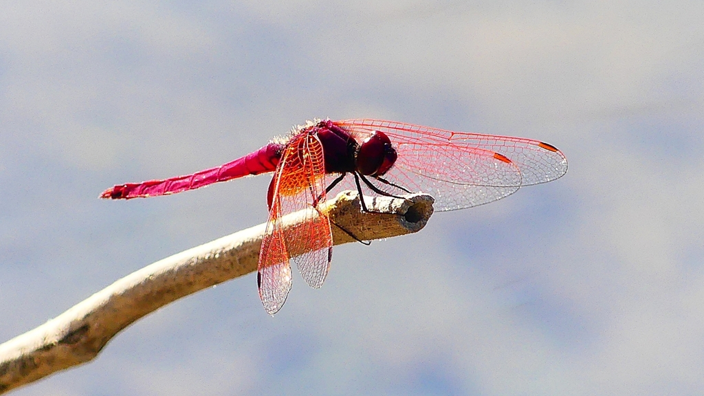 P2270233：ベニトンボ（オス）