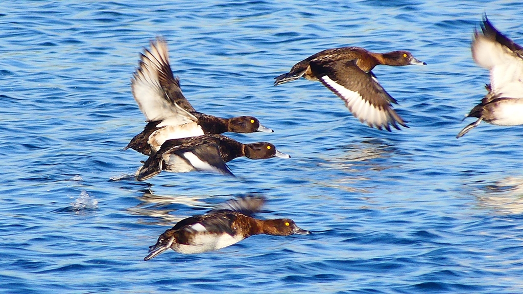 P2380180：飛ぶキンクロハジロ