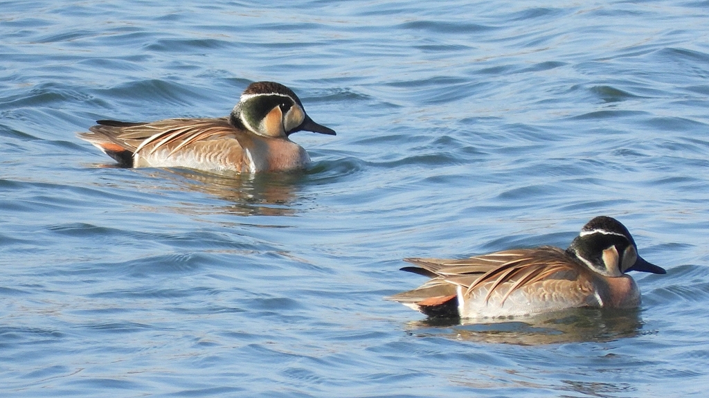 DSCN1107：トモエガモ