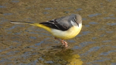 DSCN7487：キセキレイ