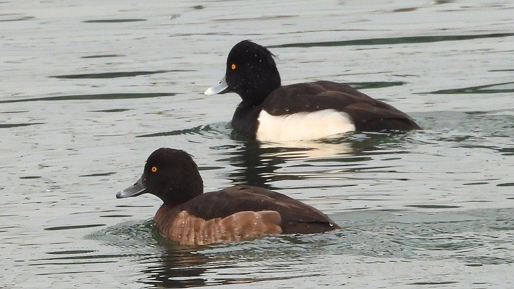 DSCN7138：キンクロハジロ