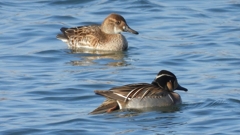 DSCN1101：トモエガモ