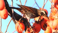 DSCN5965：ツグミ