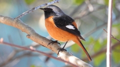 DSCN8335：ジョウビタキ（オス）