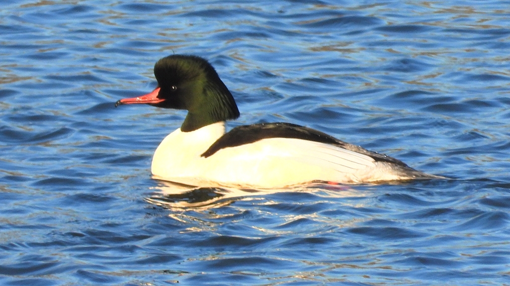 DSCN6369：カワアイサ