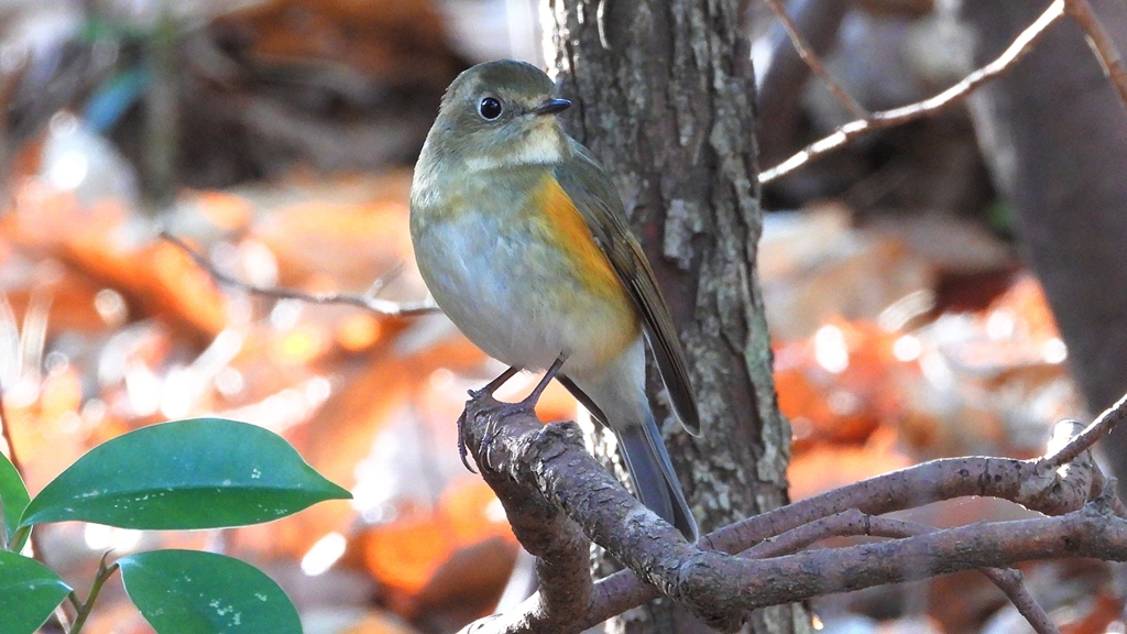 DSCN7128：ルリビタキ（メスタイプ）