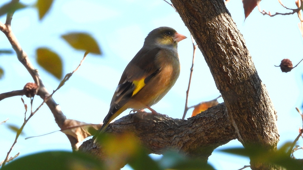 DSCN6317：カワラヒワ