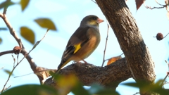 DSCN6317：カワラヒワ