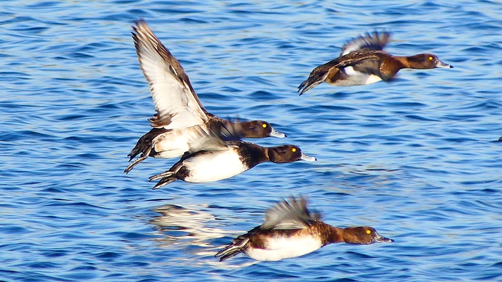 P2380183：飛ぶキンクロハジロ