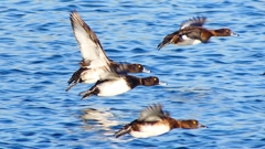 P2380183：飛ぶキンクロハジロ