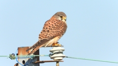 DSCN6609：チョウゲンボウ