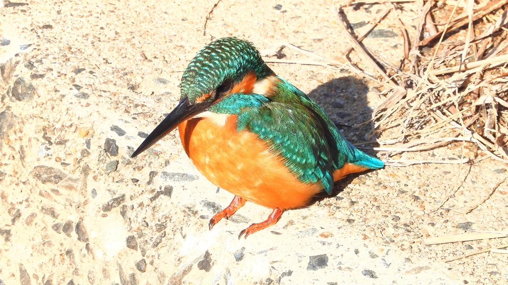 DSCN5898：カワセミ（オス）