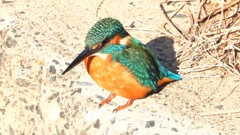 DSCN5898：カワセミ（オス）