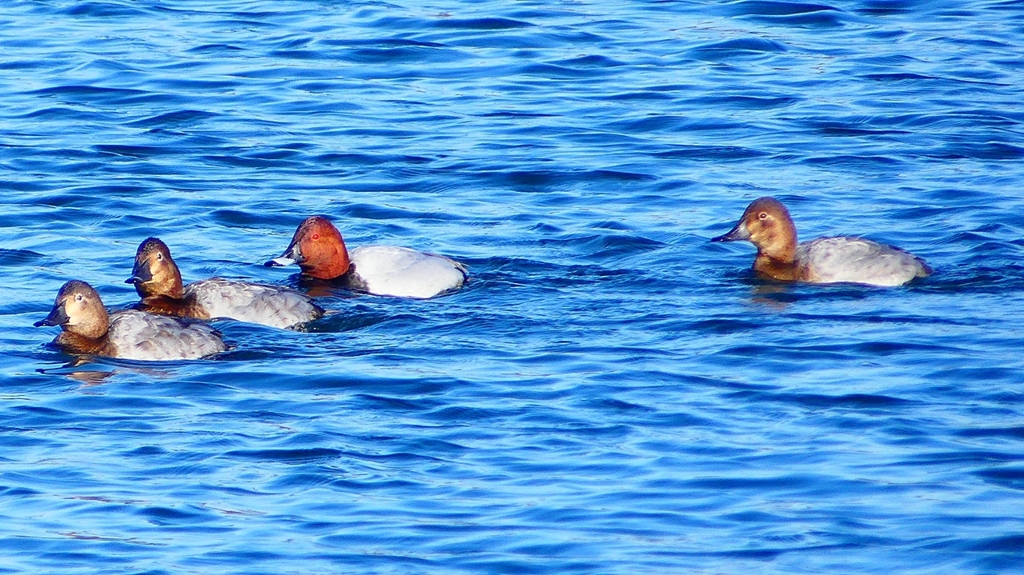 P2380483：ホシハジロ