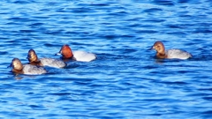 P2380483：ホシハジロ