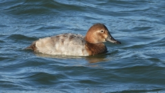 DSCN1058：ホシハジロ（メス）