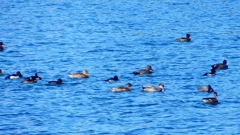 P2320521：カモ類