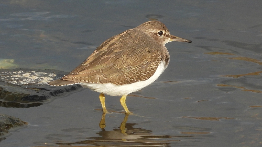 DSCN4000：イソシギ