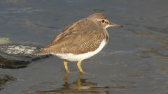 DSCN4000：イソシギ