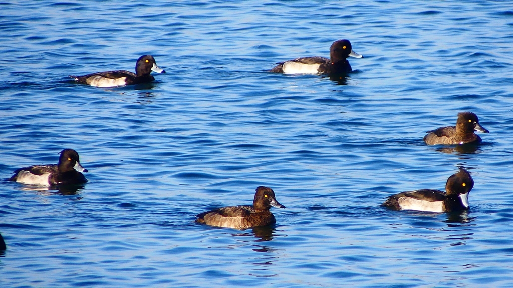 P2380267：キンクロハジロ