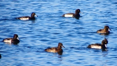 P2380267：キンクロハジロ