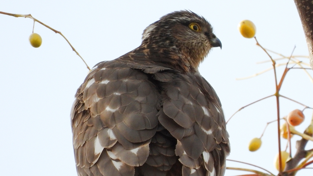 DSCN3000：ハイタカ