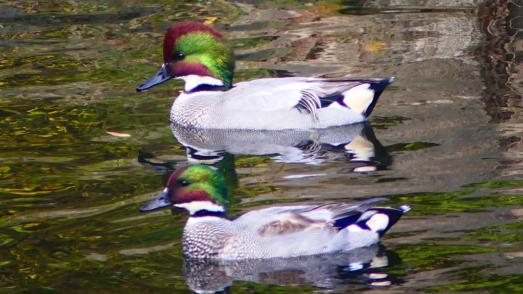 P2390711：ヨシガモ（オス）