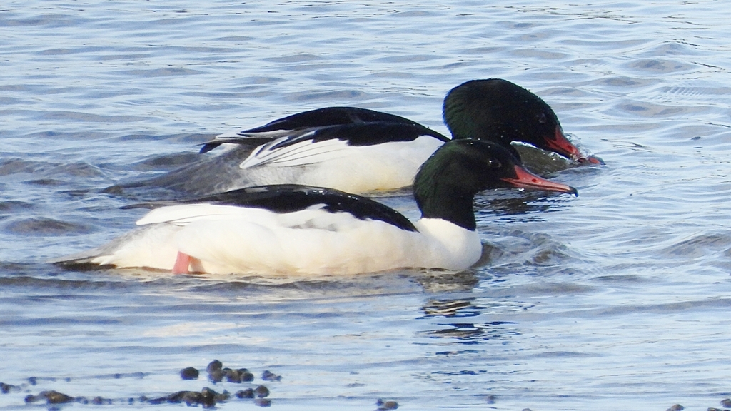 DSCN5269：カワアイサ（オス）