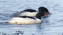 DSCN5269：カワアイサ（オス）