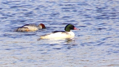 P2410299：カワアイサ