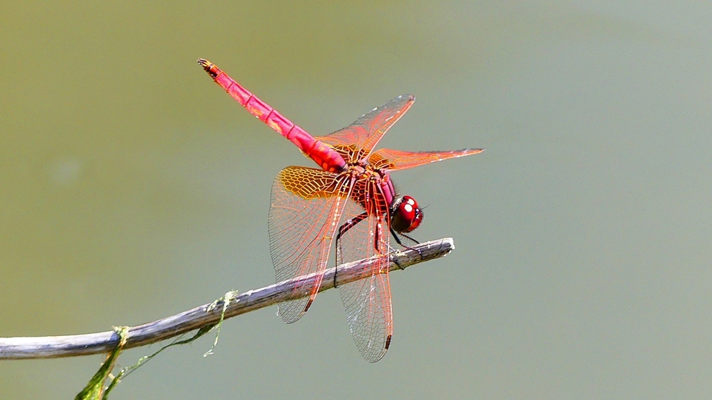 P2300818：ベニトンボ（オス）
