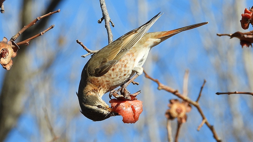 DSCN8887：ハチジョウツグミ
