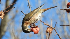 DSCN8887：ハチジョウツグミ