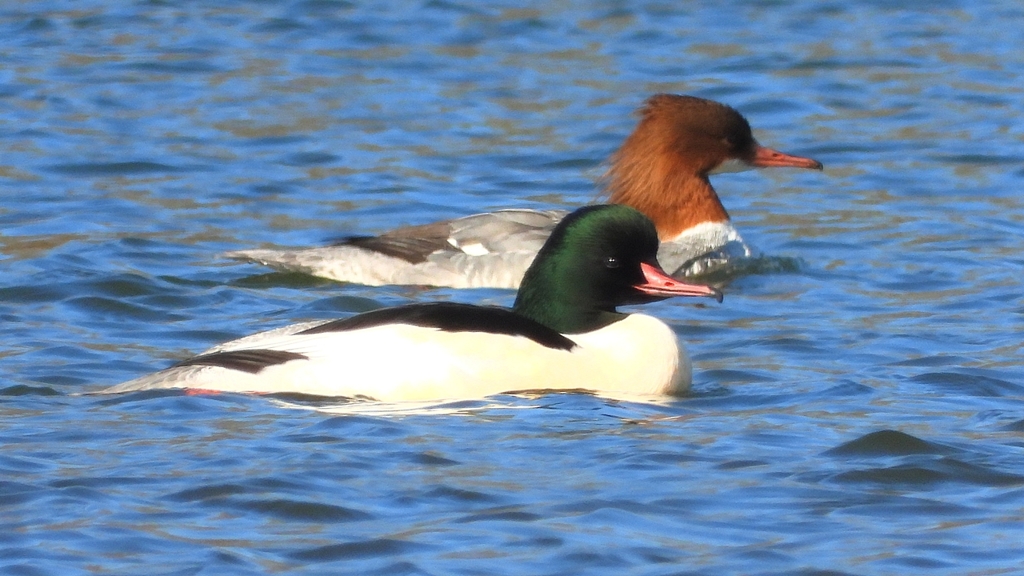 DSCN5873：カワアイサ